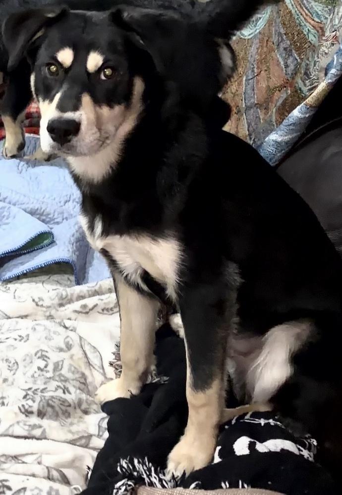 Enlarge Shylock, a Adoptable mixed breed in Irwin, PA image 3/5