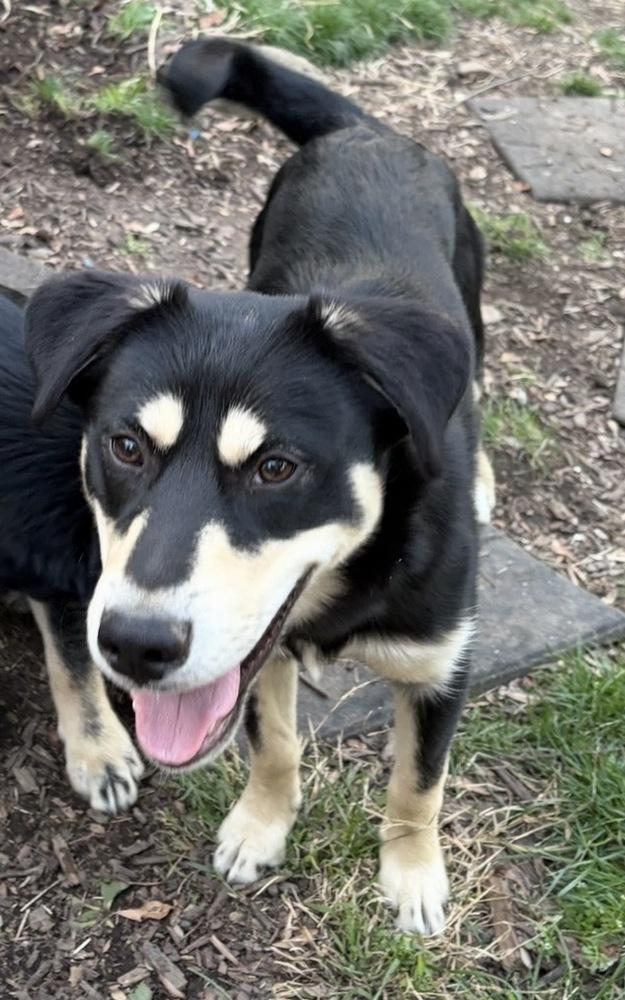 Enlarge Shylock, a Adoptable mixed breed in Irwin, PA image 4/5