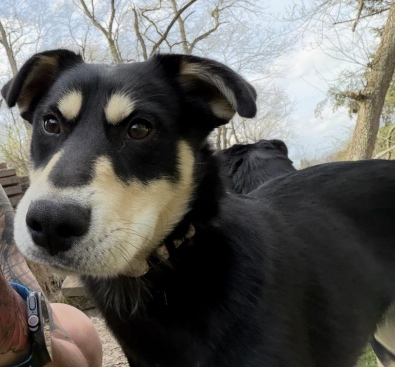 Enlarge Shylock, a Adoptable mixed breed in Irwin, PA image 5/5