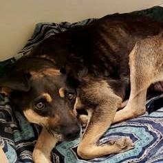 Honey, ADOPTABLE, Adult Female Mixed Breed.