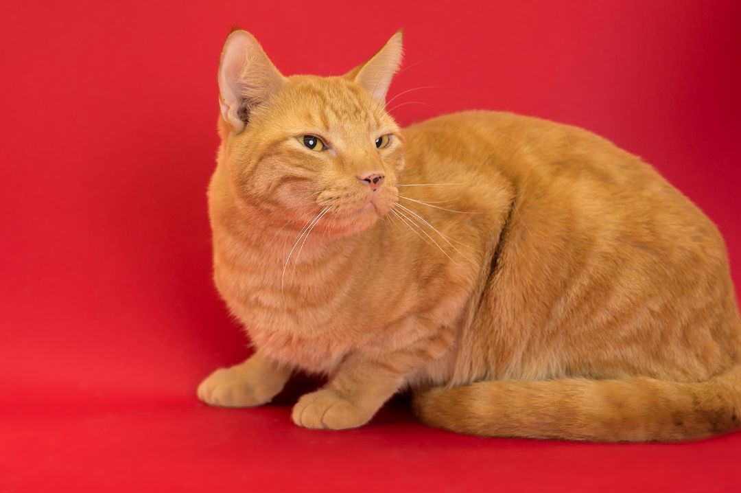Butterscotch, Adopted, Young Male Domestic Short Hair.