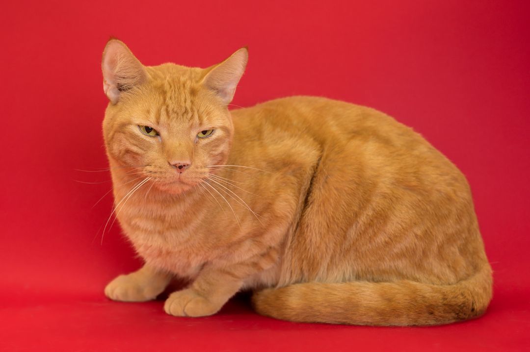 Butterscotch, a Adopted Domestic Short Hair in Youngstown, FL image 2/2