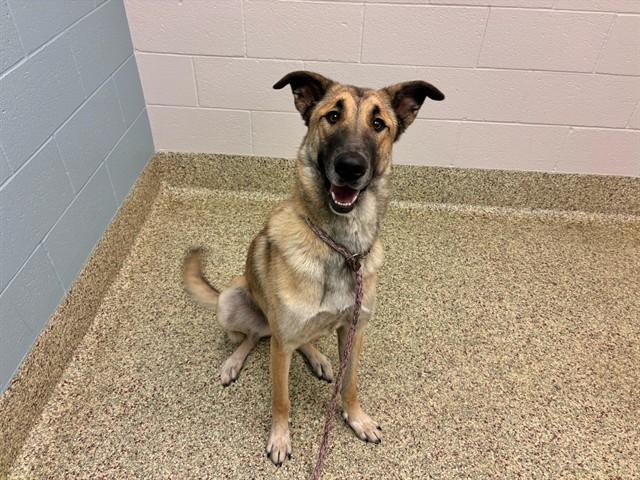 Enlarge GRACIE, a Adoptable mixed breed in Colorado Springs, CO image 1/1