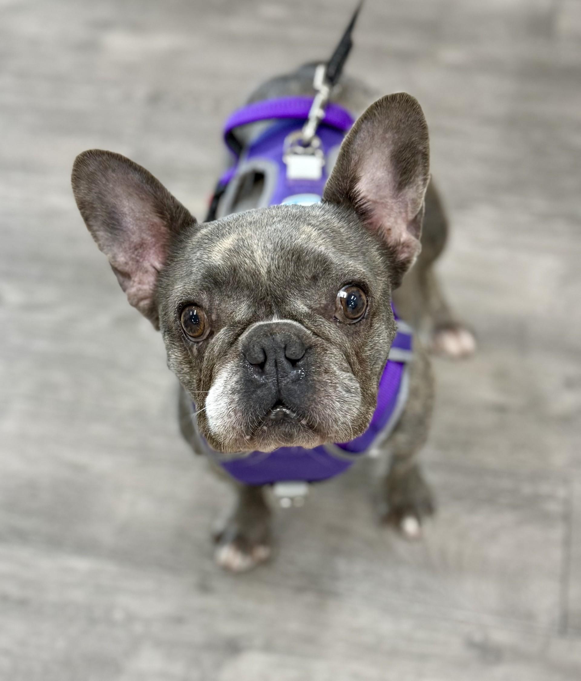 Cleo, Adoptable, Adult Female French Bulldog.