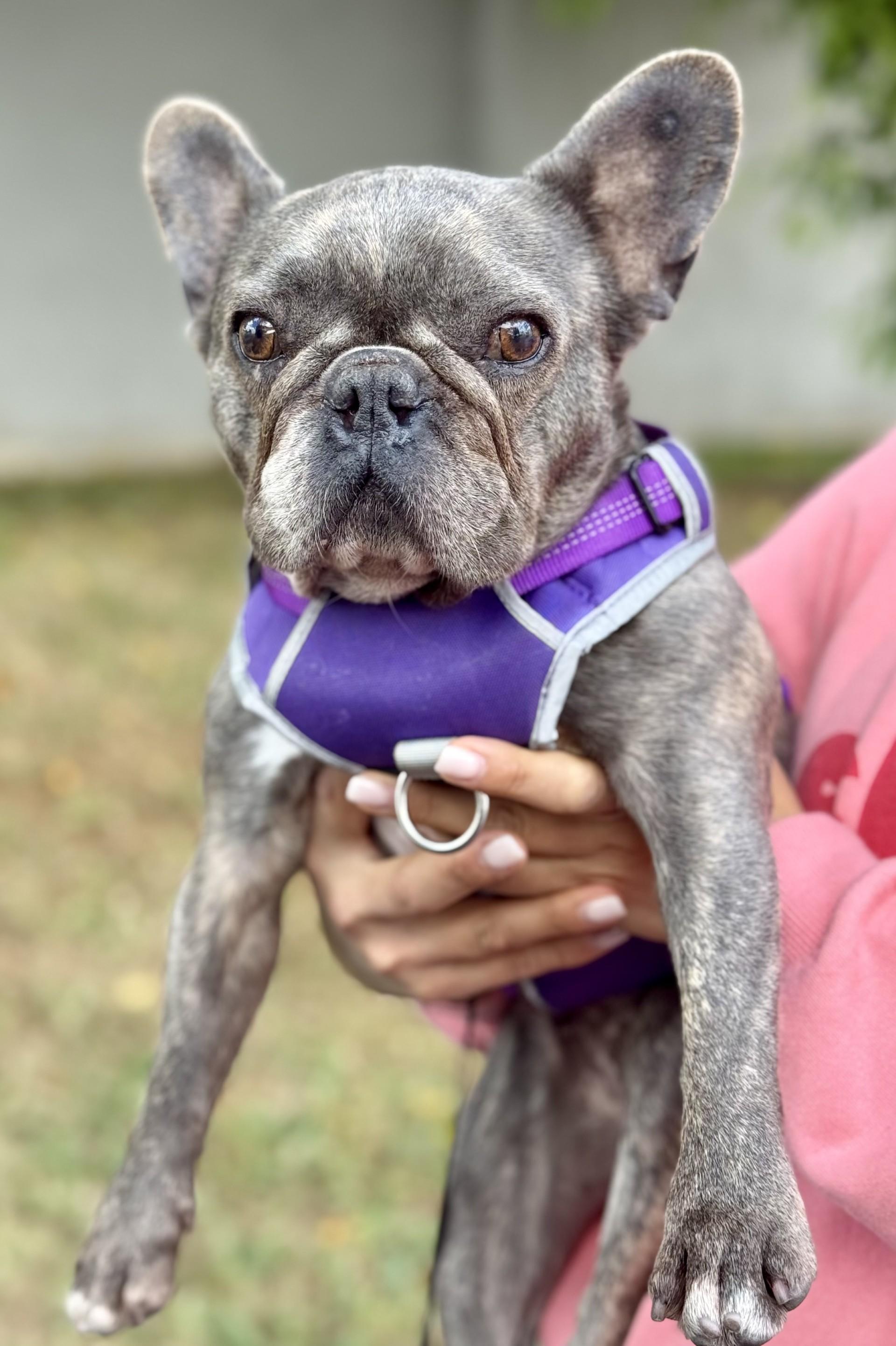 Enlarge Cleo, a Adoptable French Bulldog in Los Alamitos, CA image 2/6
