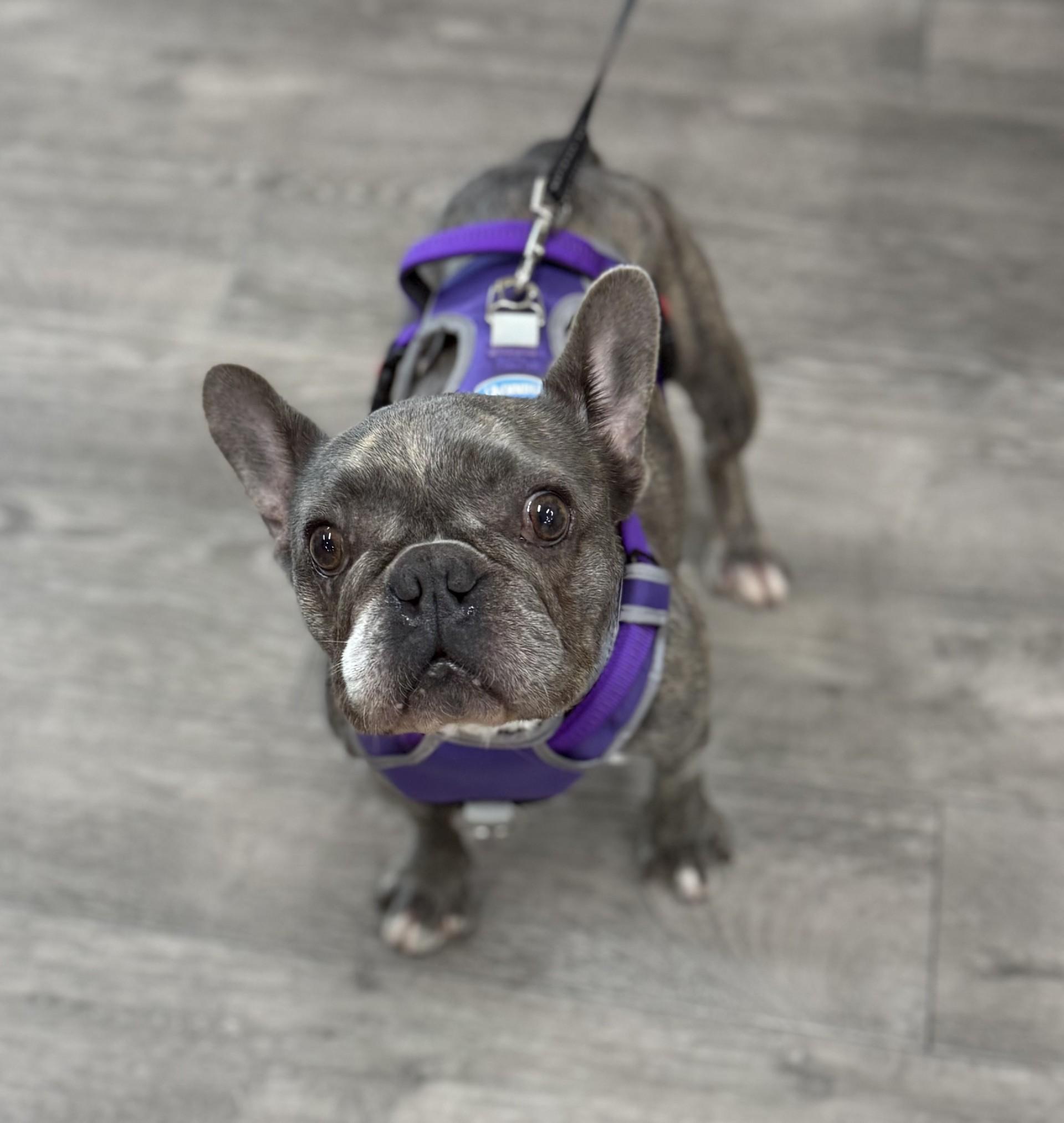 Cleo, a Adoptable French Bulldog in Los Alamitos, CA image 6/6
