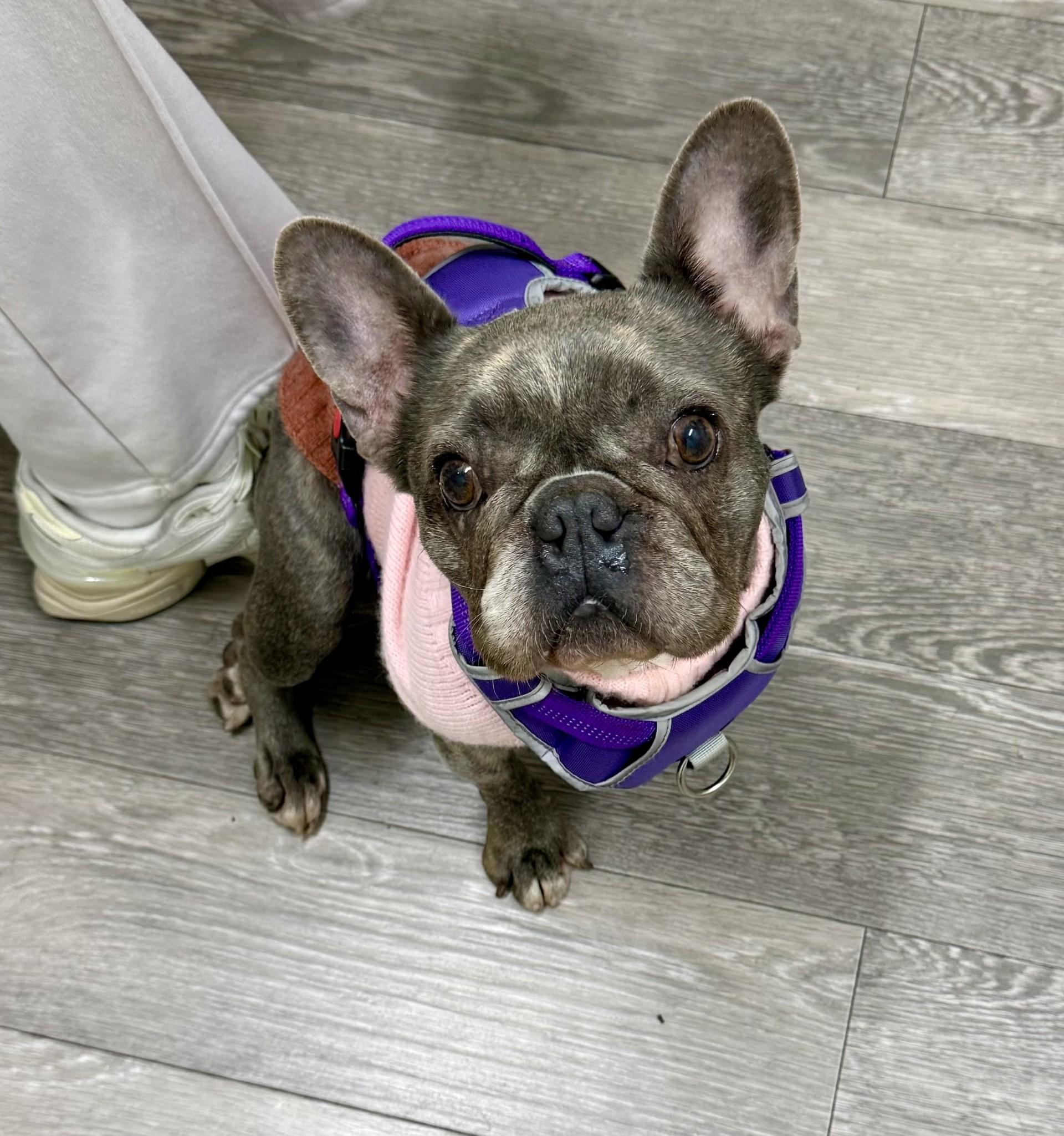 Enlarge Cleo, a Adoptable French Bulldog in Los Alamitos, CA image 6/6