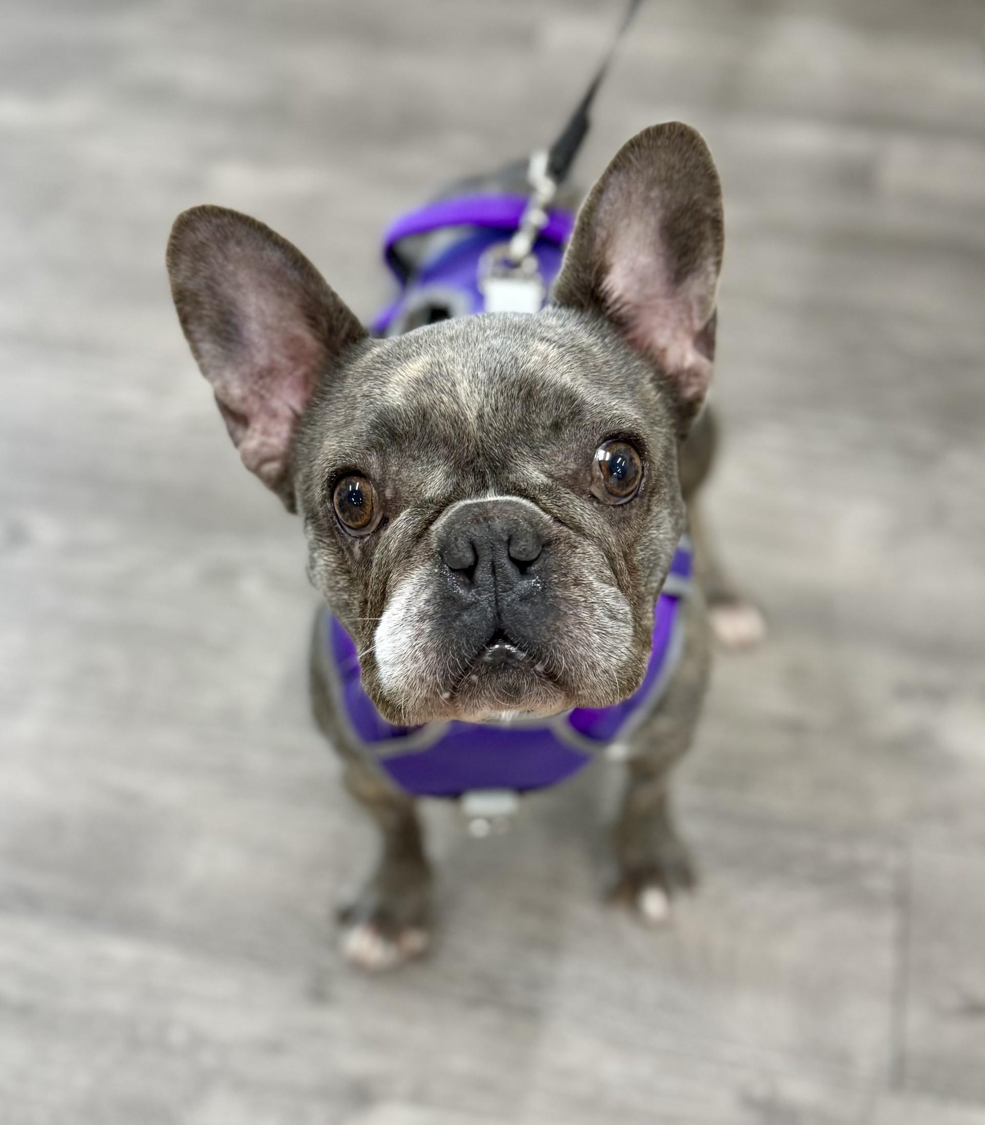 Enlarge Cleo, a Adoptable French Bulldog in Los Alamitos, CA image 5/6