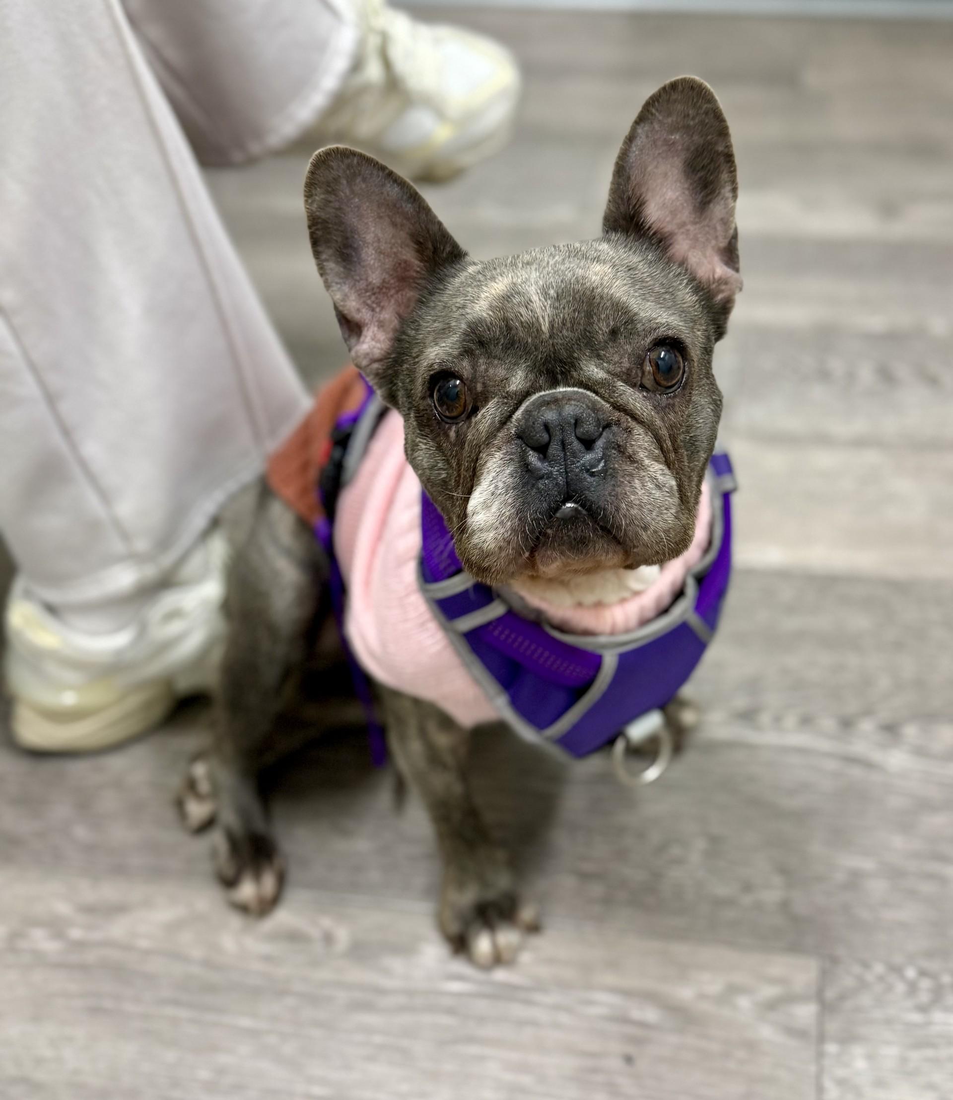 Enlarge Cleo, a Adoptable French Bulldog in Los Alamitos, CA image 1/6