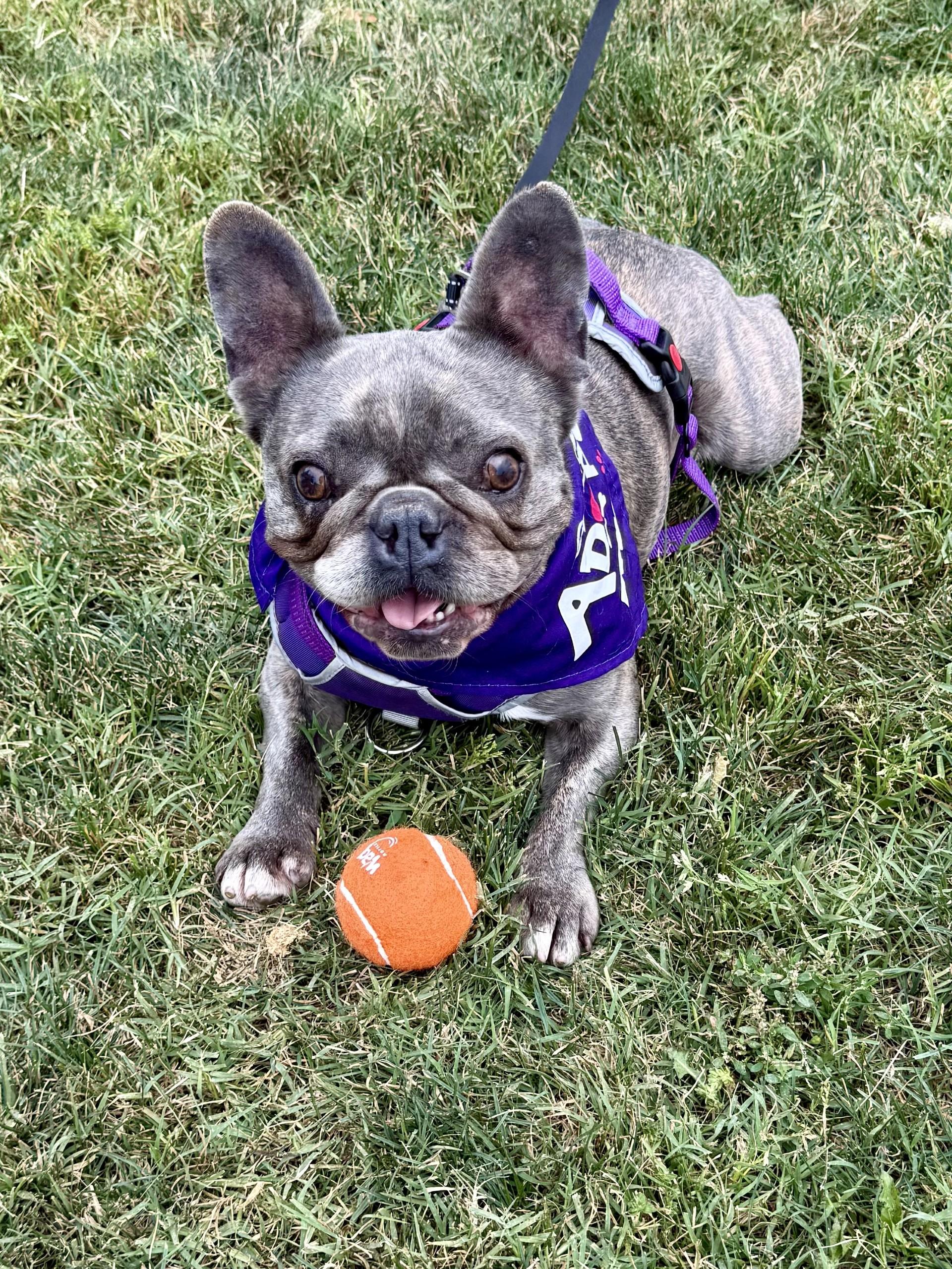 Cleo, Adoptable, Adult Female French Bulldog.