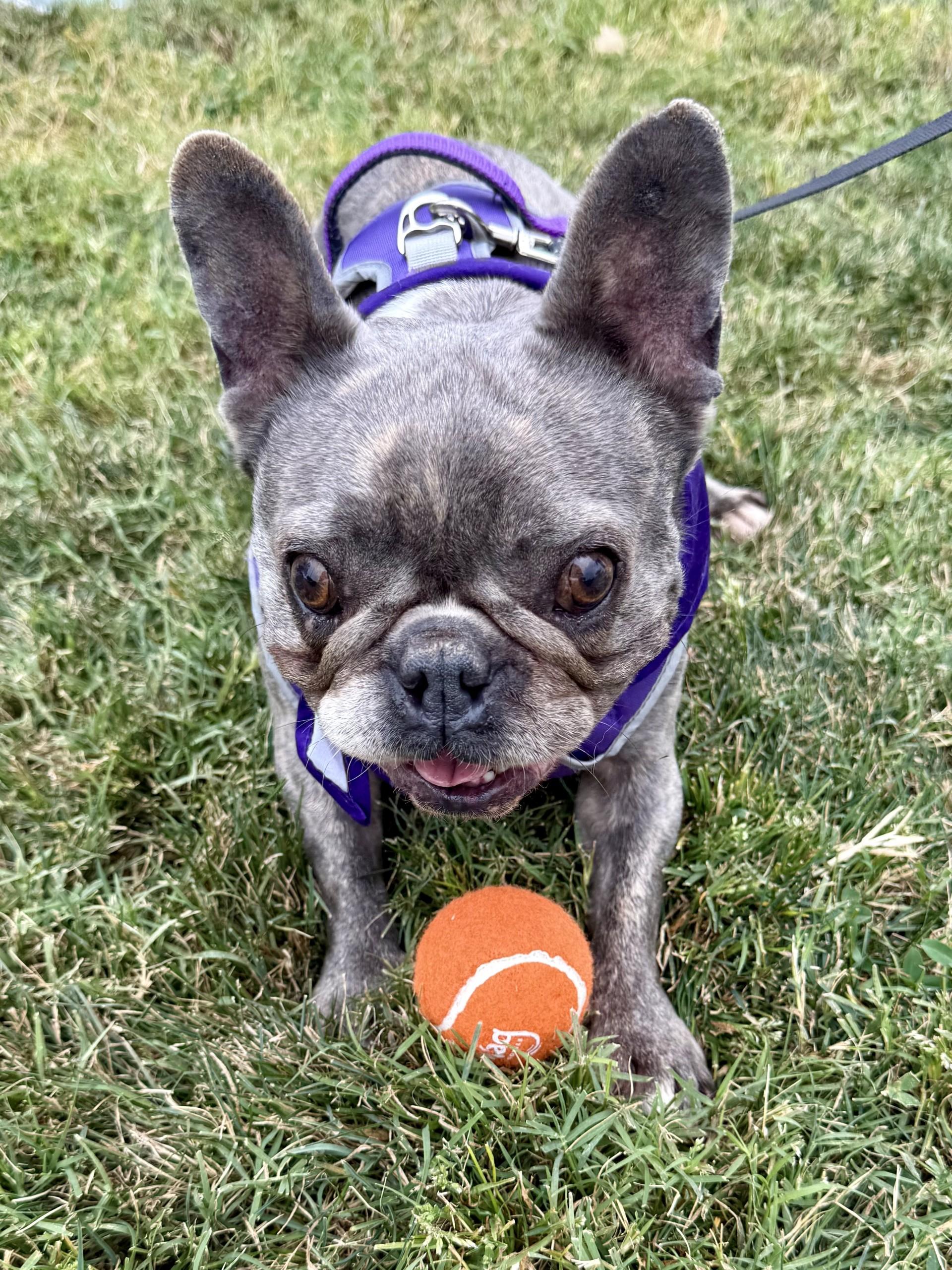 Enlarge Cleo, a Adoptable French Bulldog in Los Alamitos, CA image 6/6