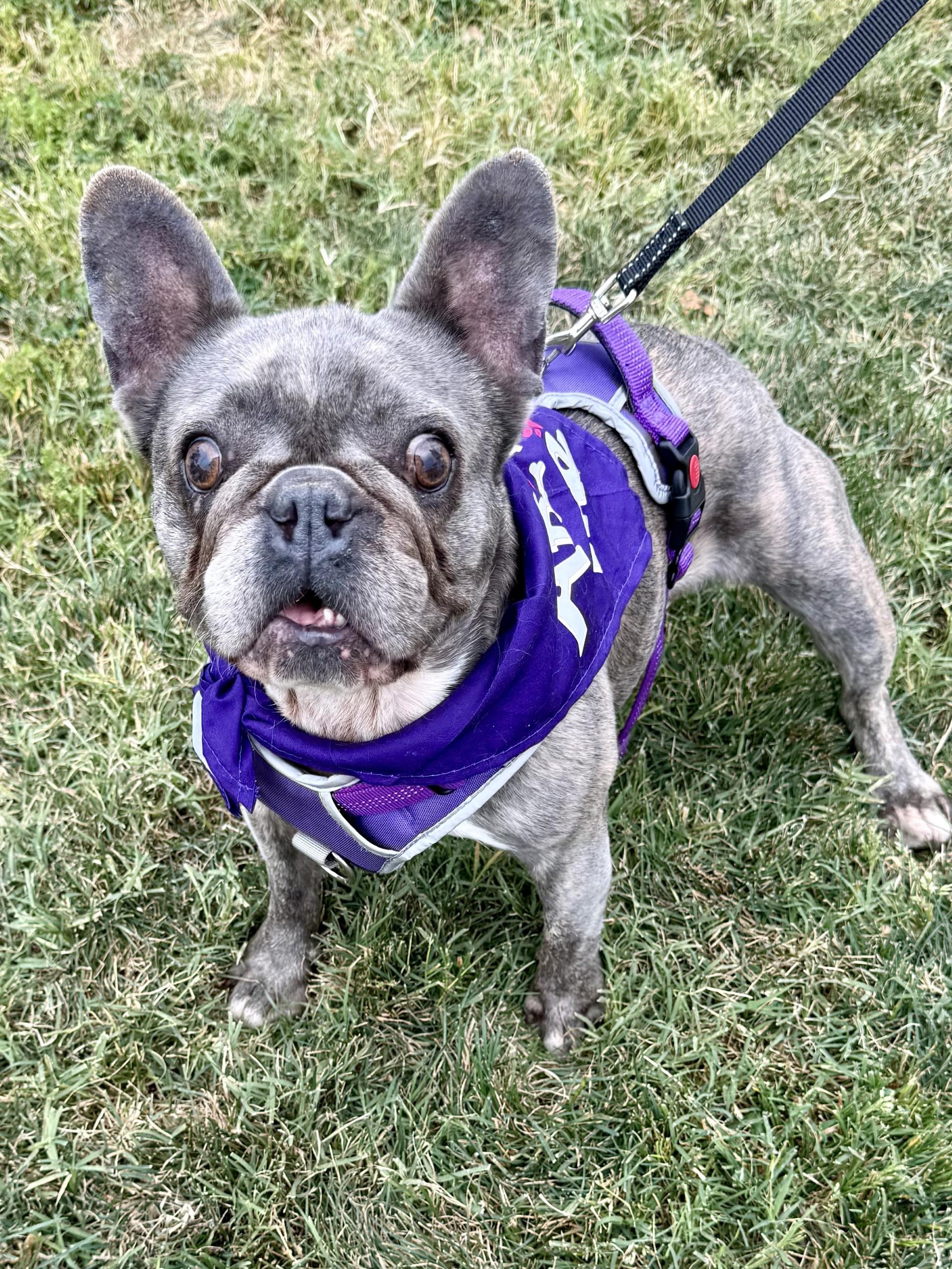 Enlarge Cleo, a Adoptable French Bulldog in Los Alamitos, CA image 3/6