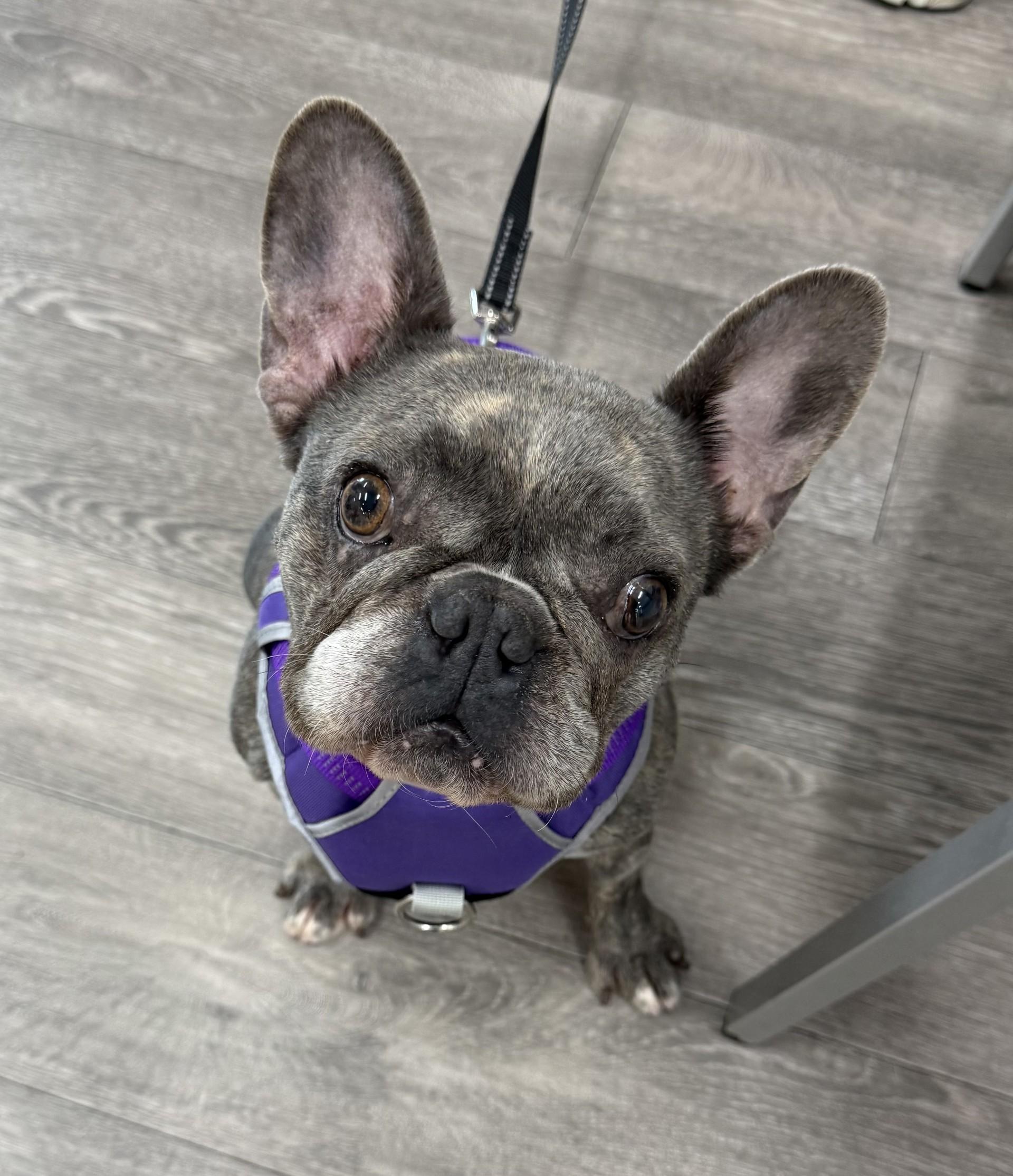 Cleo, a Adoptable French Bulldog in Los Alamitos, CA image 2/6