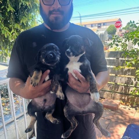 Enlarge Nala, a Adoptable Jack Russell Terrier in Long Beach, CA image 1/5