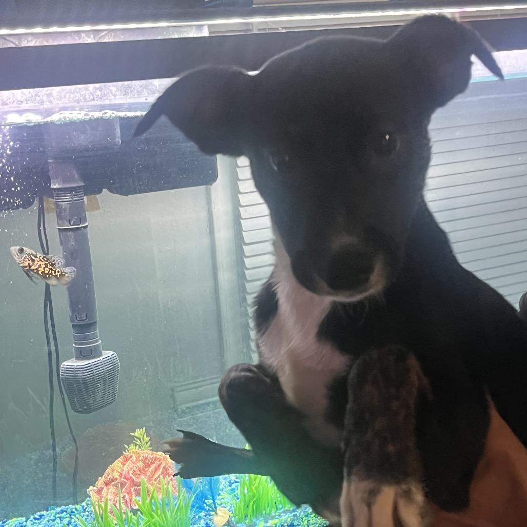 Enlarge Nala, a Adoptable Jack Russell Terrier in Long Beach, CA image 2/5