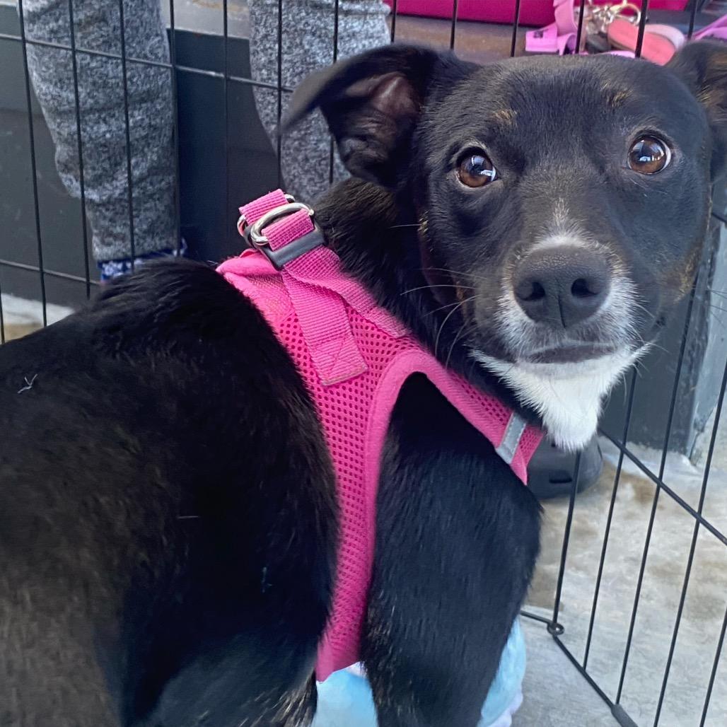 Enlarge Nala, a Adoptable Jack Russell Terrier in Long Beach, CA image 3/5