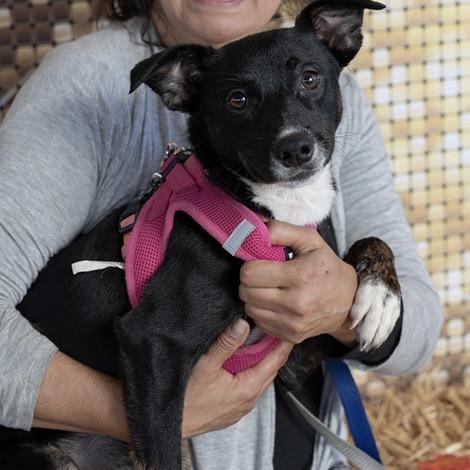 Enlarge Nala, a Adoptable Jack Russell Terrier in Long Beach, CA image 5/5