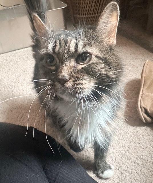 Pigeon, a Adoptable mixed breed in Philadelphia, PA image 6/6