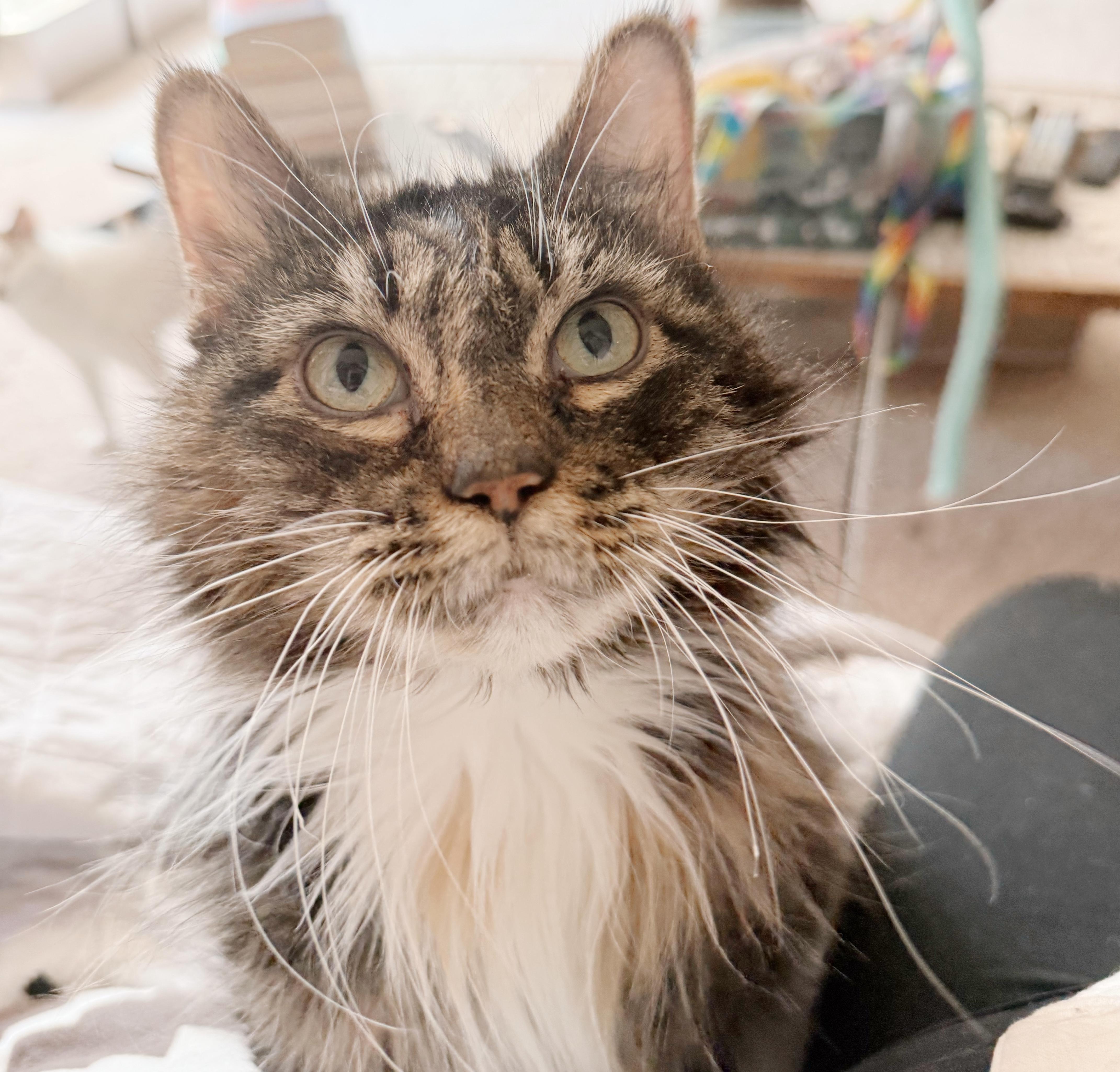 Pigeon, Adoptable, Senior Female Domestic Long Hair & Calico.