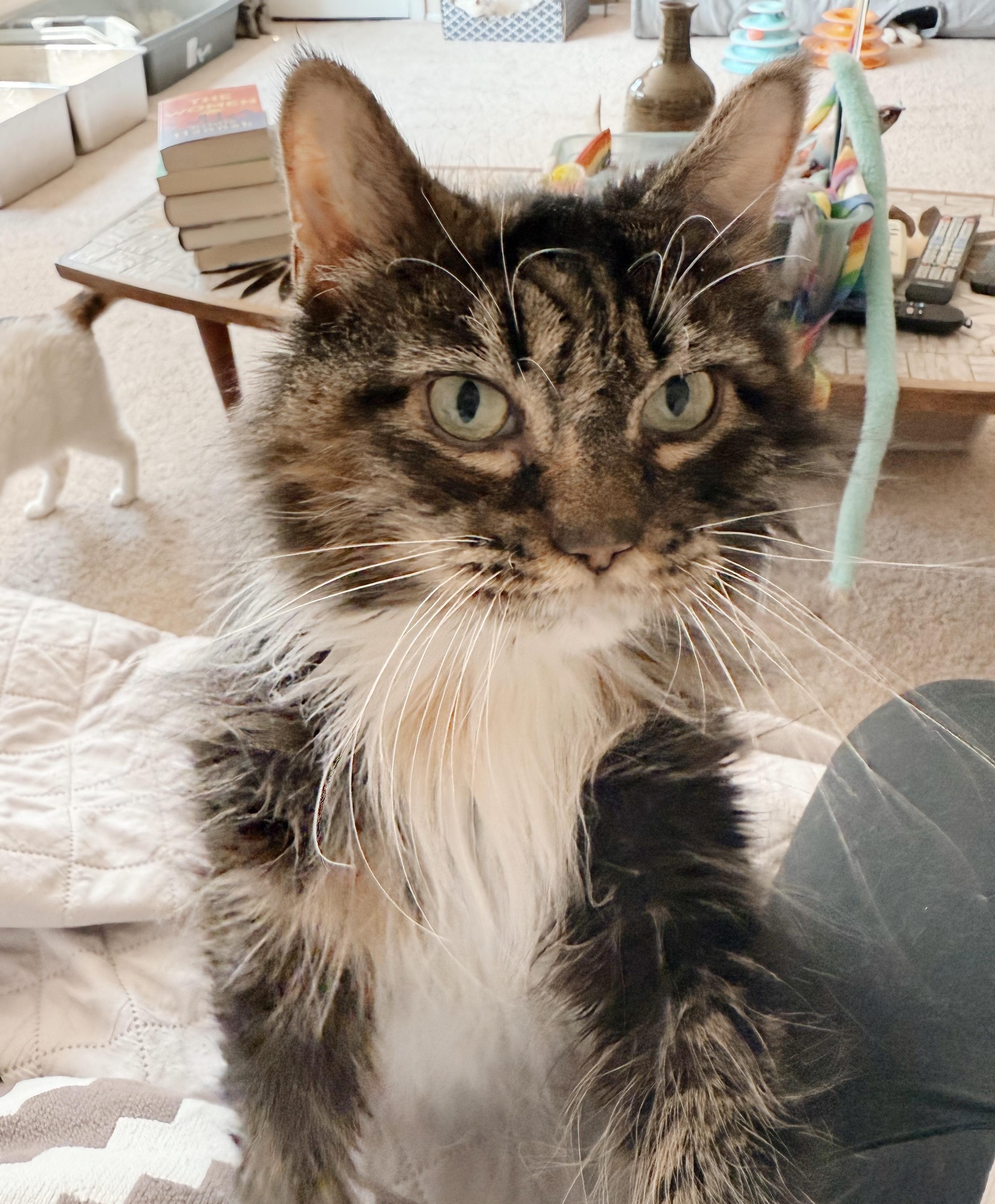 Pigeon, a Adoptable mixed breed in Philadelphia, PA image 3/6