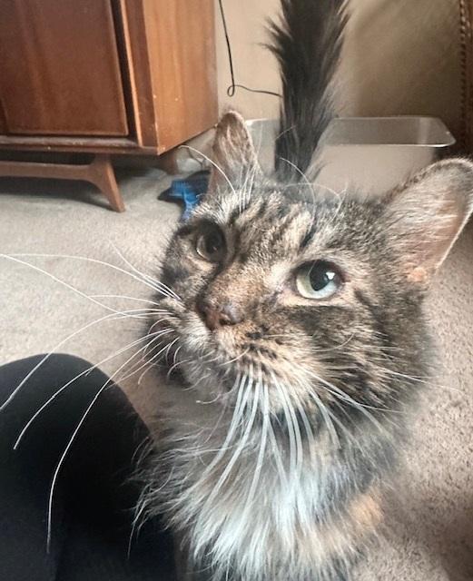 Pigeon, a Adoptable mixed breed in Philadelphia, PA image 4/6