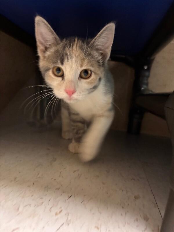 Enlarge Bell, a Adoptable Domestic Short Hair in Hobbs, NM image 1/1