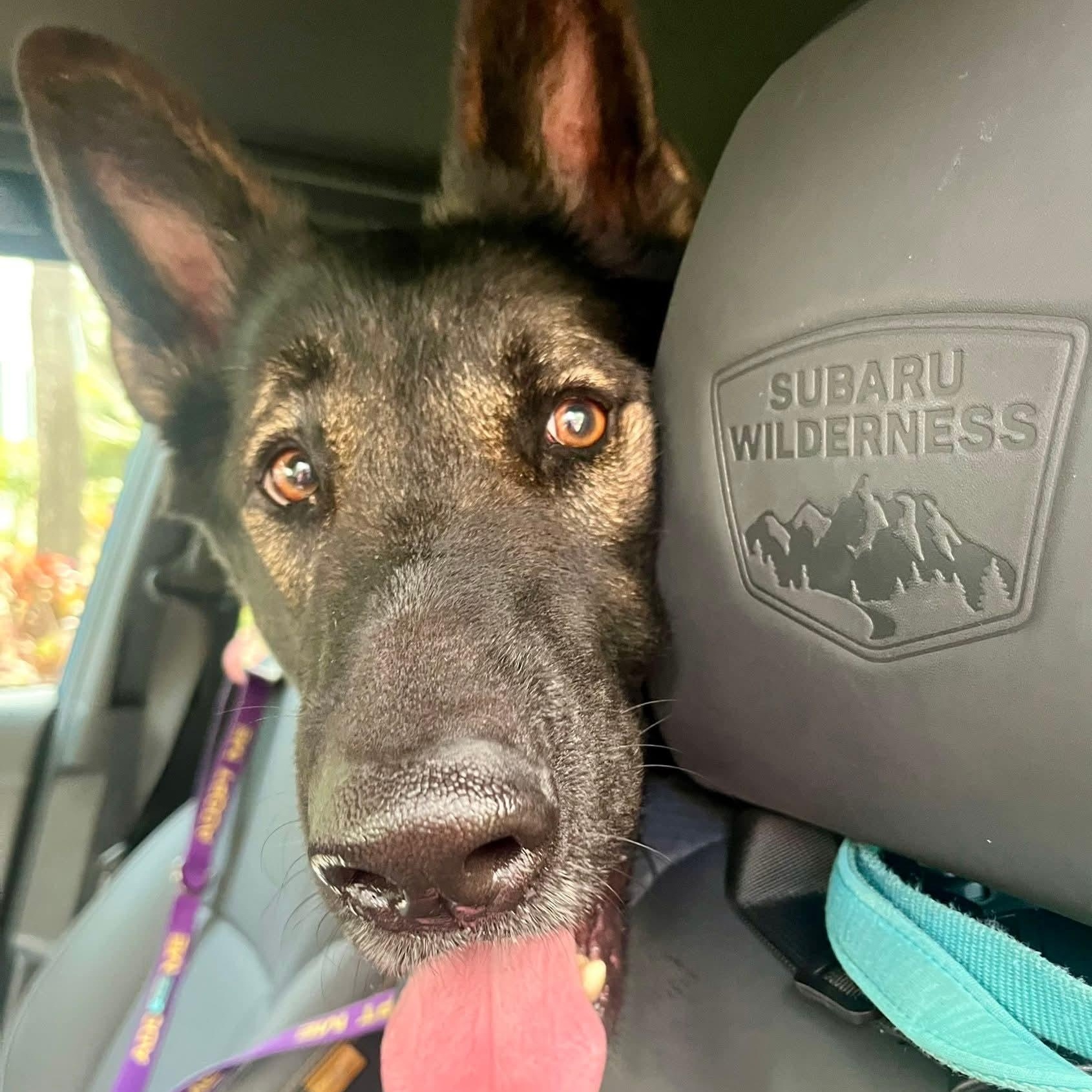 Enlarge Max, a Adoptable German Shepherd Dog in Palm Harbor, FL image 6/6