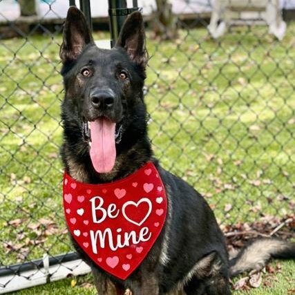 Max, Adoptable, Adult Male German Shepherd Dog.
