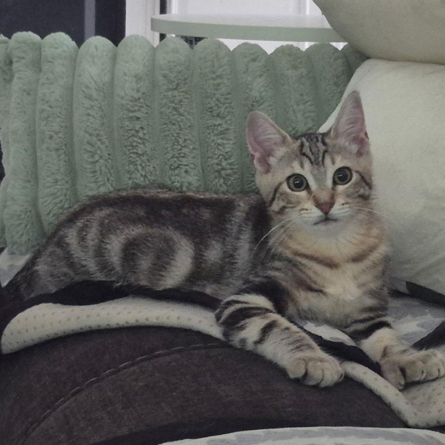 Enlarge Valka, a Adopted Domestic Short Hair in Rochester Hills, MI image 1/6