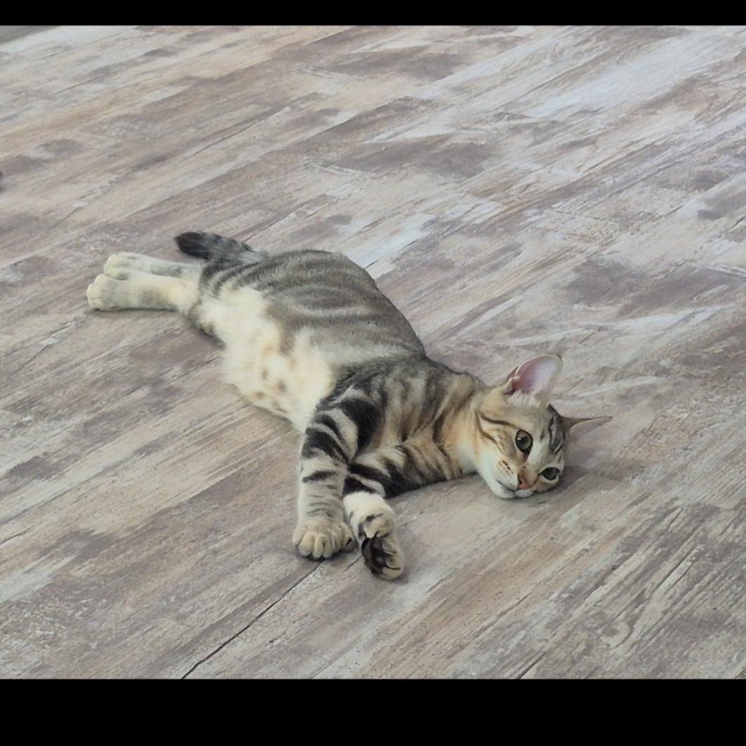 Enlarge Valka, a Adopted Domestic Short Hair in Rochester Hills, MI image 2/6