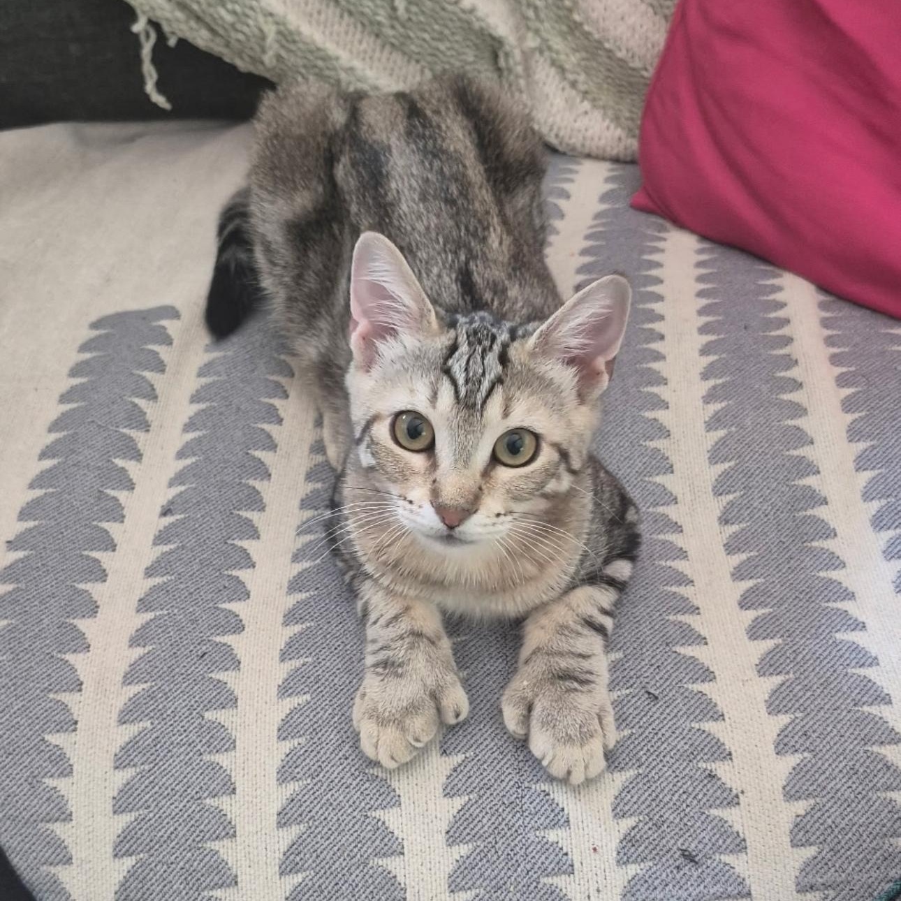 Enlarge Valka, a Adopted Domestic Short Hair in Rochester Hills, MI image 3/6