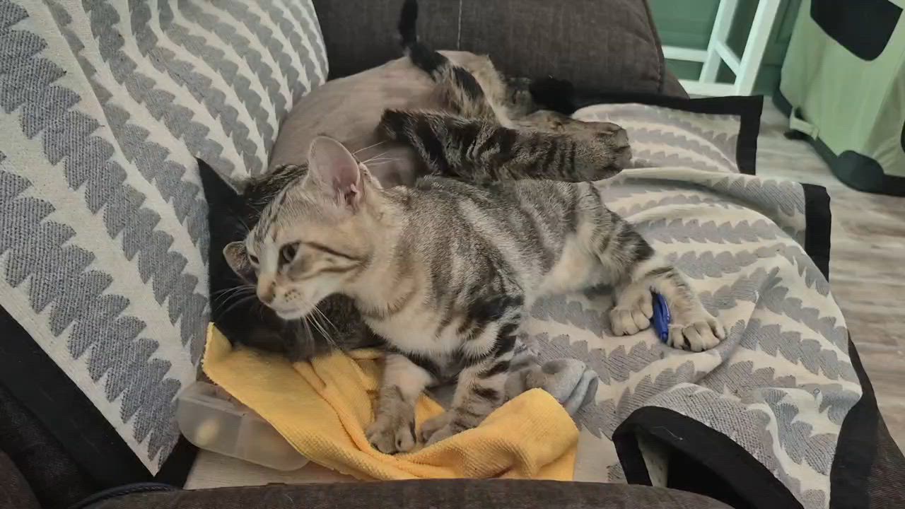 Enlarge Valka, a Adopted Domestic Short Hair in Rochester Hills, MI video 6/6