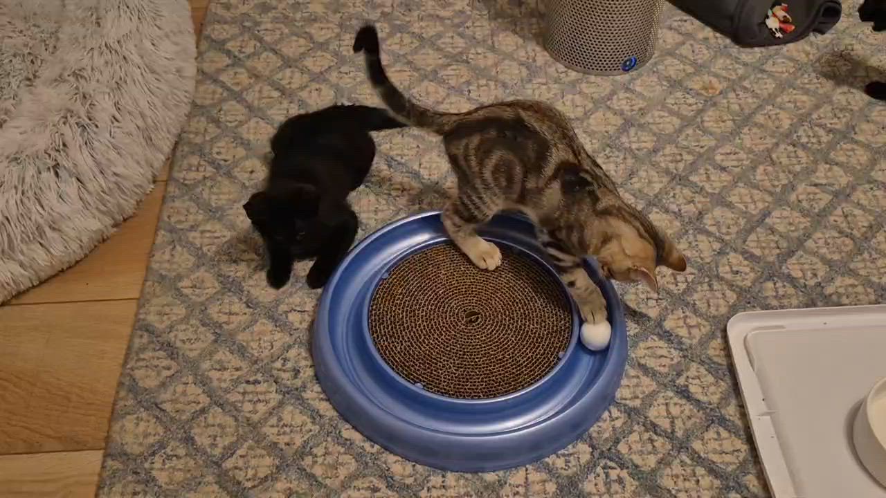 Enlarge Valka, a Adopted Domestic Short Hair in Rochester Hills, MI video 5/6