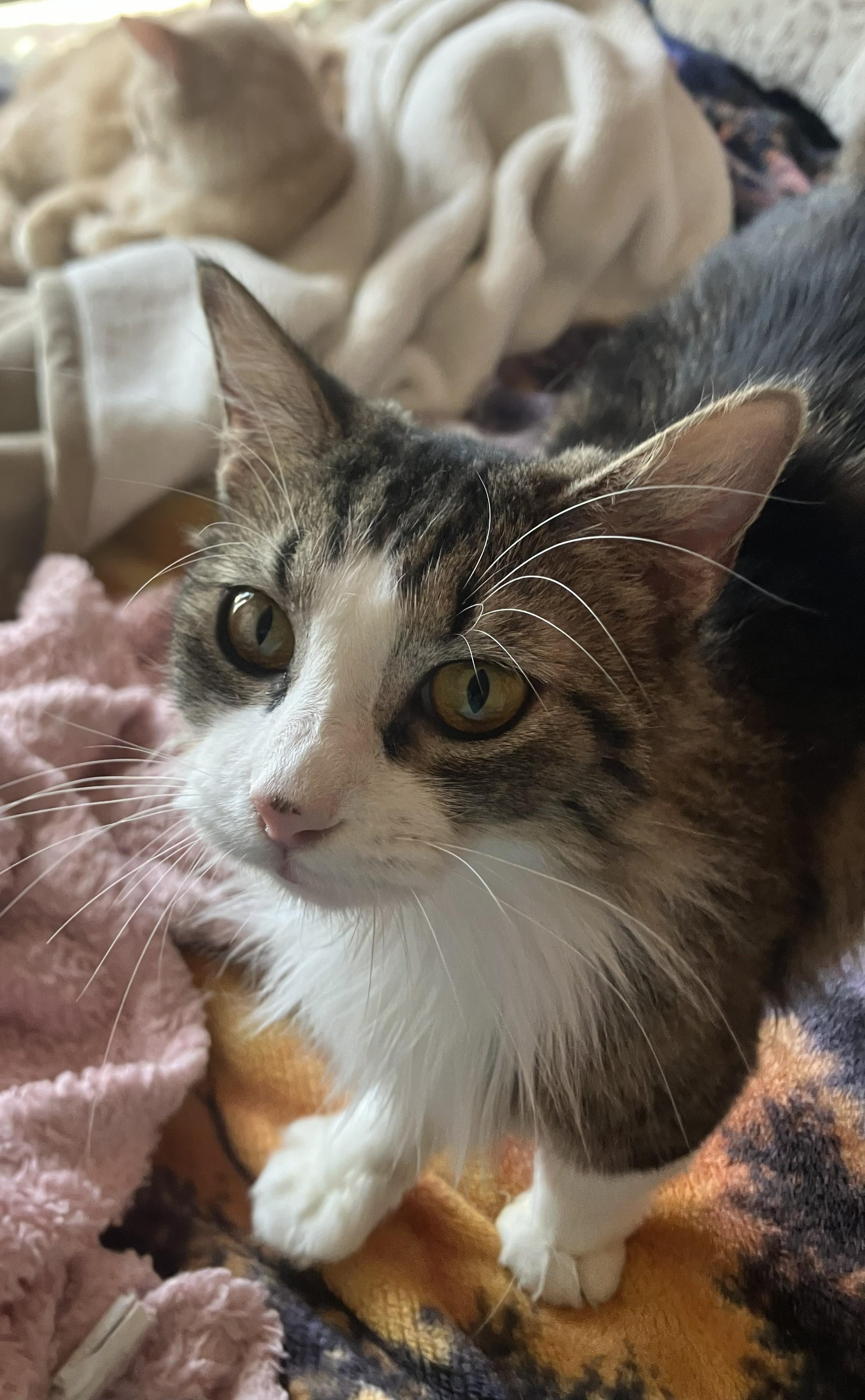 Enlarge Raisin, an adopted Domestic Short Hair in Sun City, AZ image 1/1