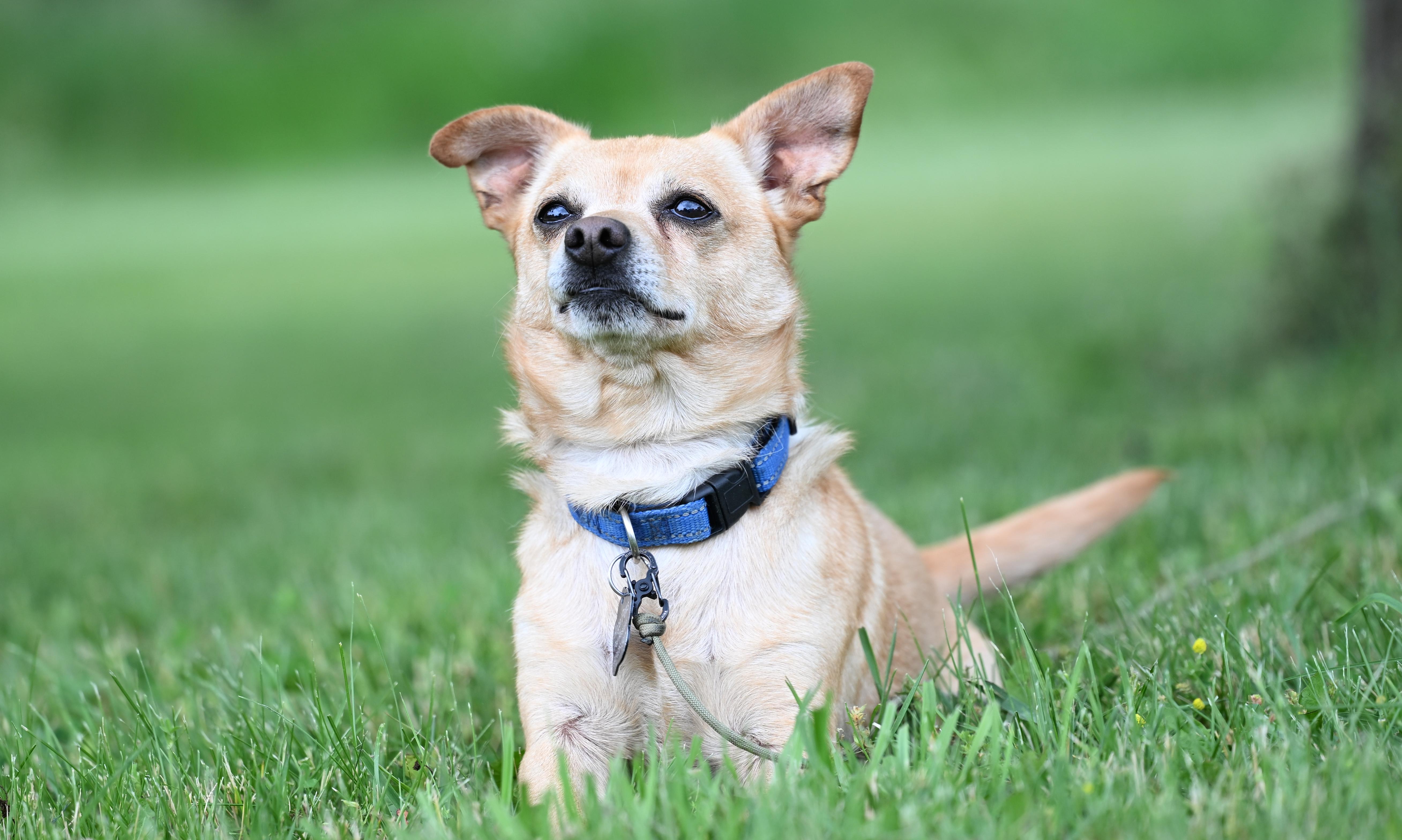 Badger, a Adoptable mixed breed in Milford, MI image 1/4