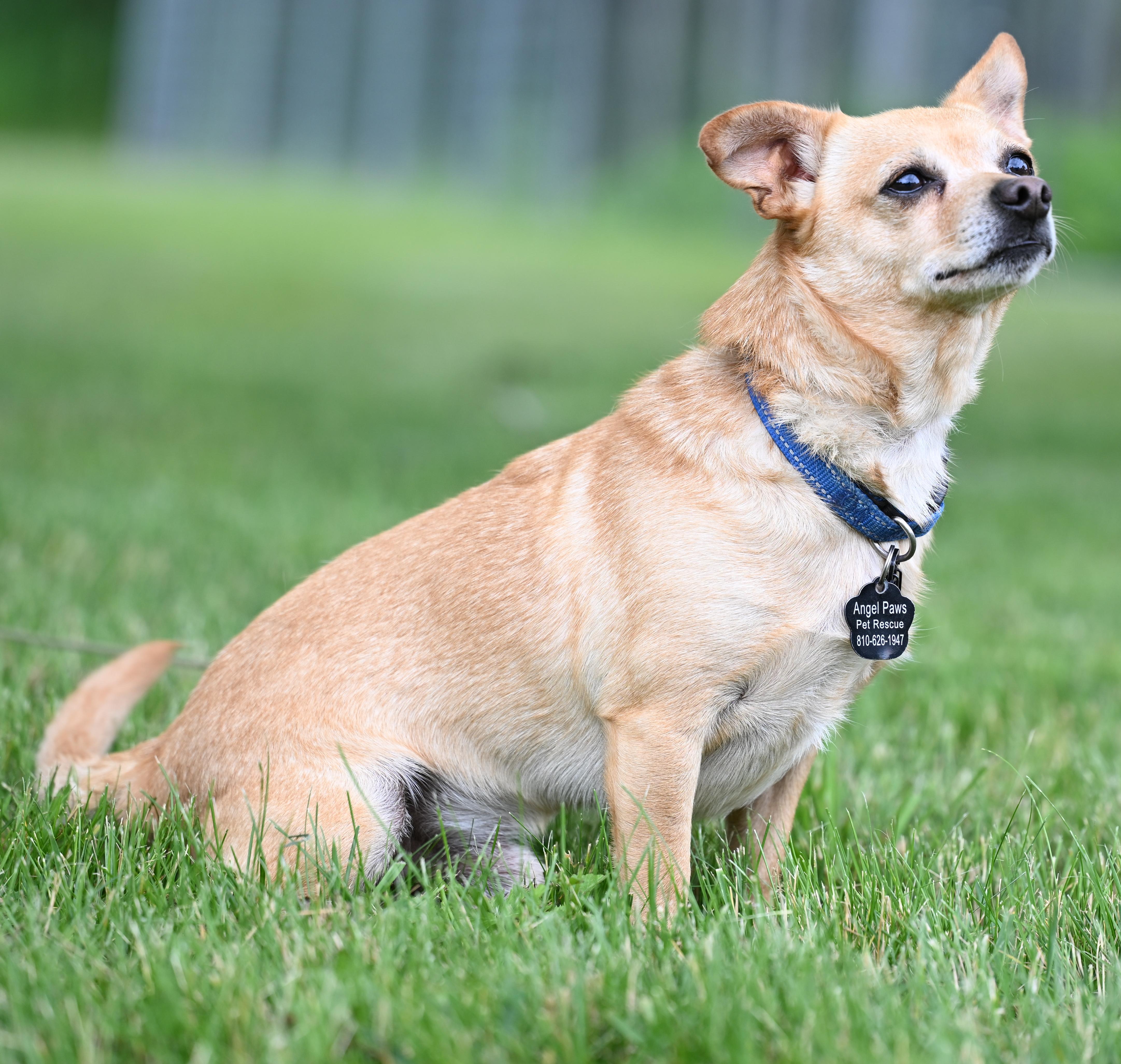 Badger, a Adoptable mixed breed in Milford, MI image 2/4