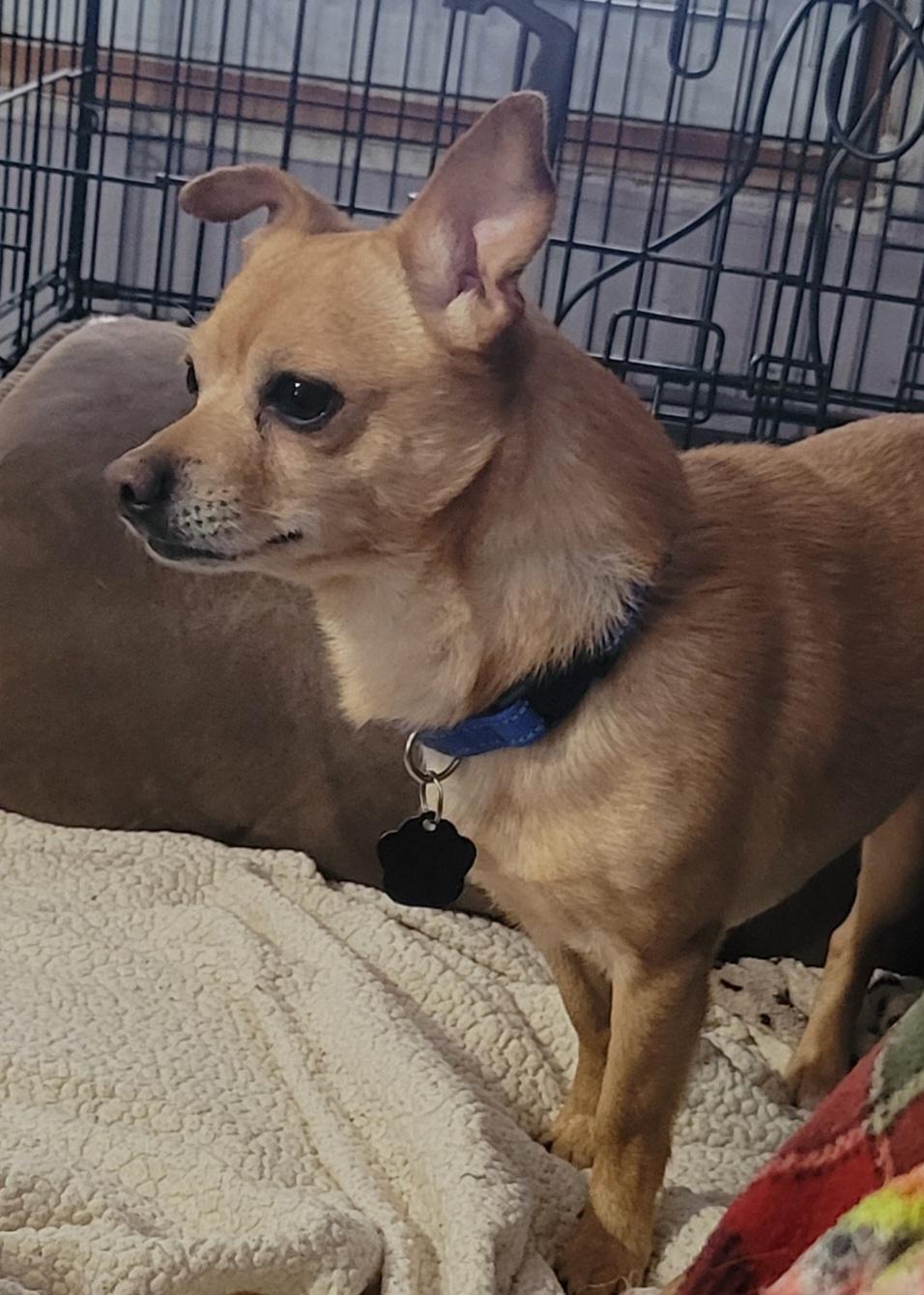 Badger, a Adoptable mixed breed in Milford, MI image 3/4