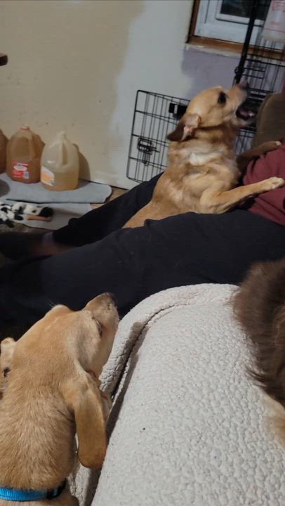 Enlarge Badger, a Adoptable mixed breed in Milford, MI video 4/4