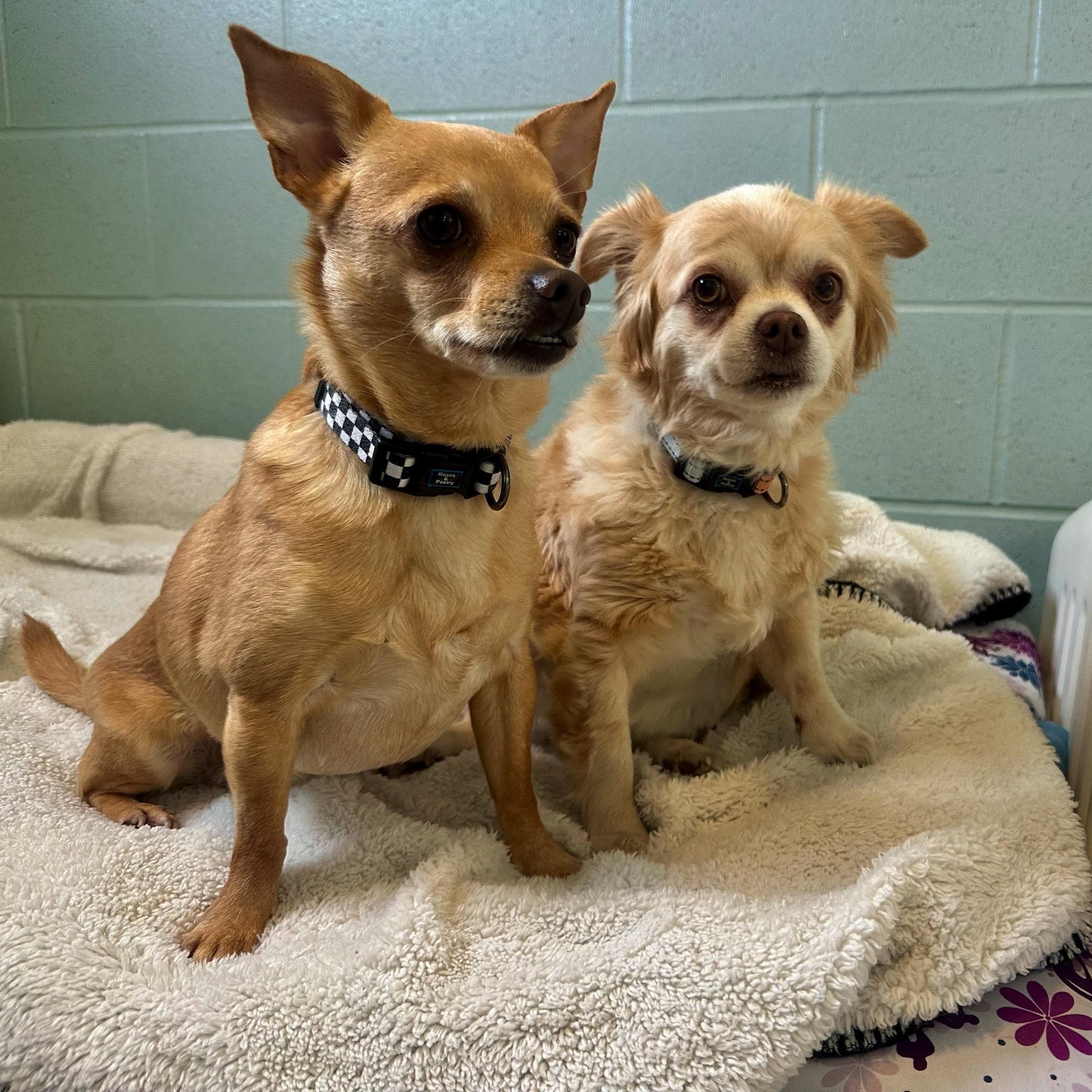 BB & Tank, Adoptable, Adult Female Chihuahua & Dachshund.