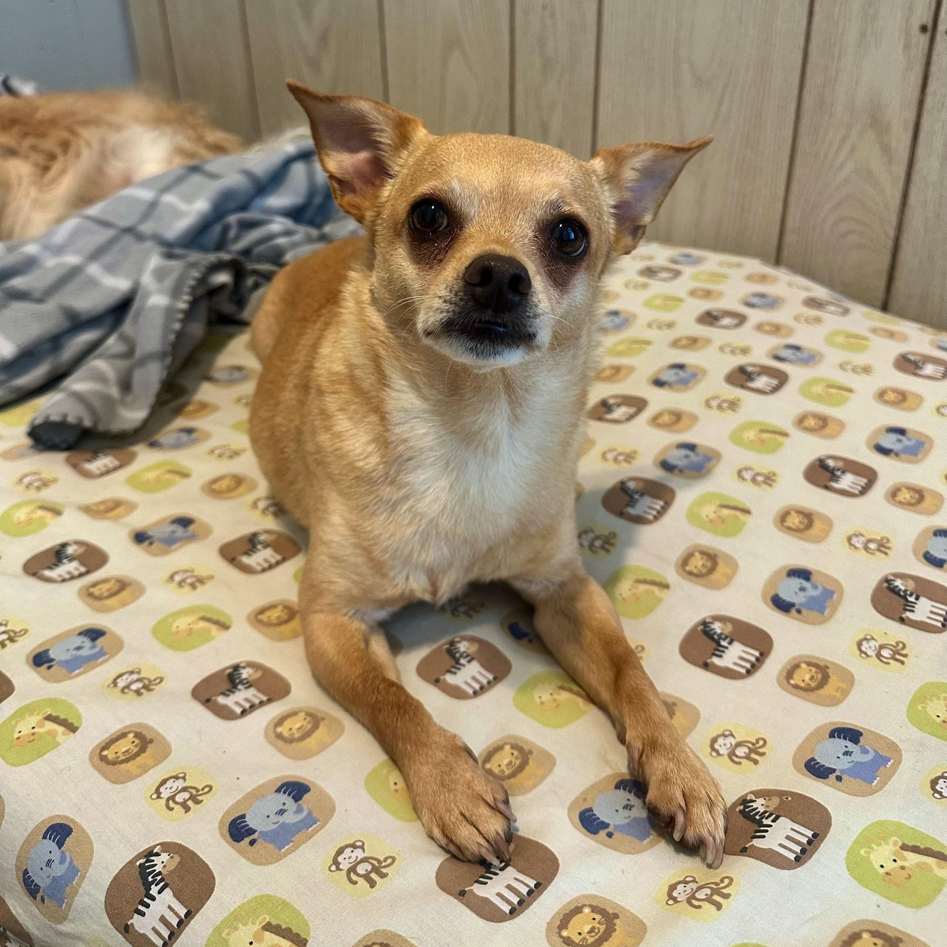 BB & Tank, a Adoptable mixed breed in High Ridge, MO image 6/6