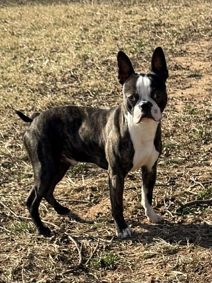 Beans, ADOPTABLE, Young Male Boston Terrier.