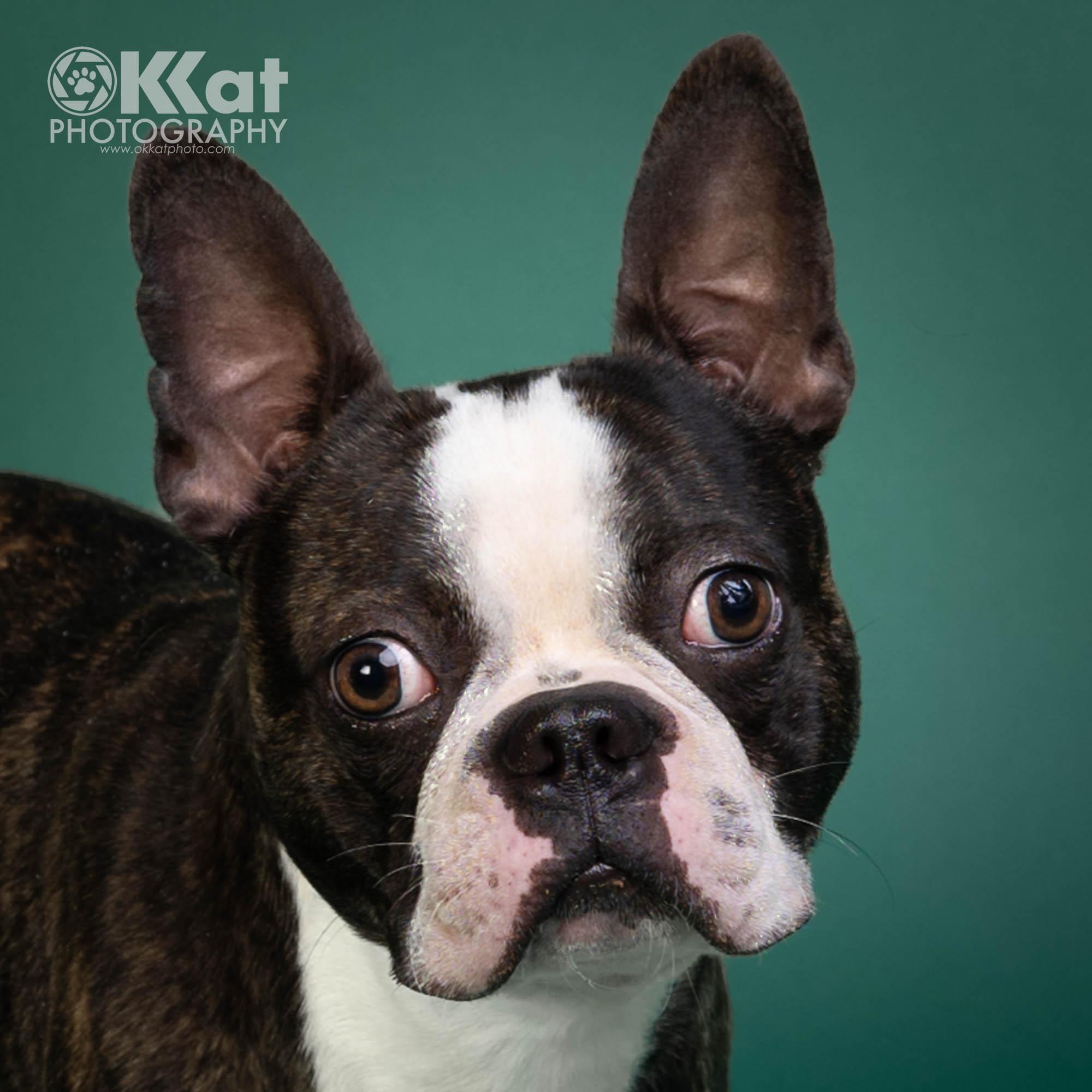 Beans, ADOPTABLE, Young Male Boston Terrier.