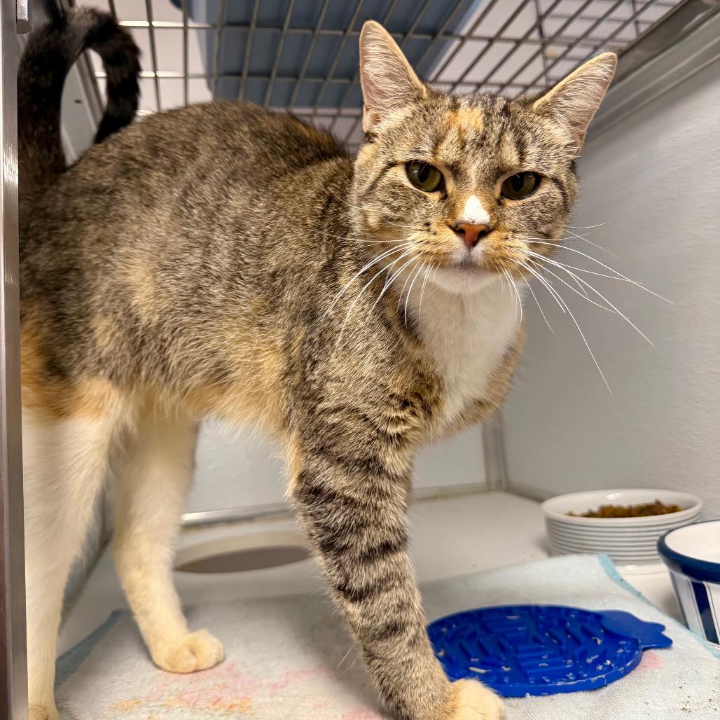 Enlarge Classico, a Adoptable mixed breed in Binghamton, NY image 2/2