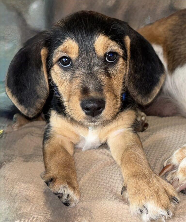Abby, a ADOPTABLE mixed breed in Auburndale, FL image 1/3
