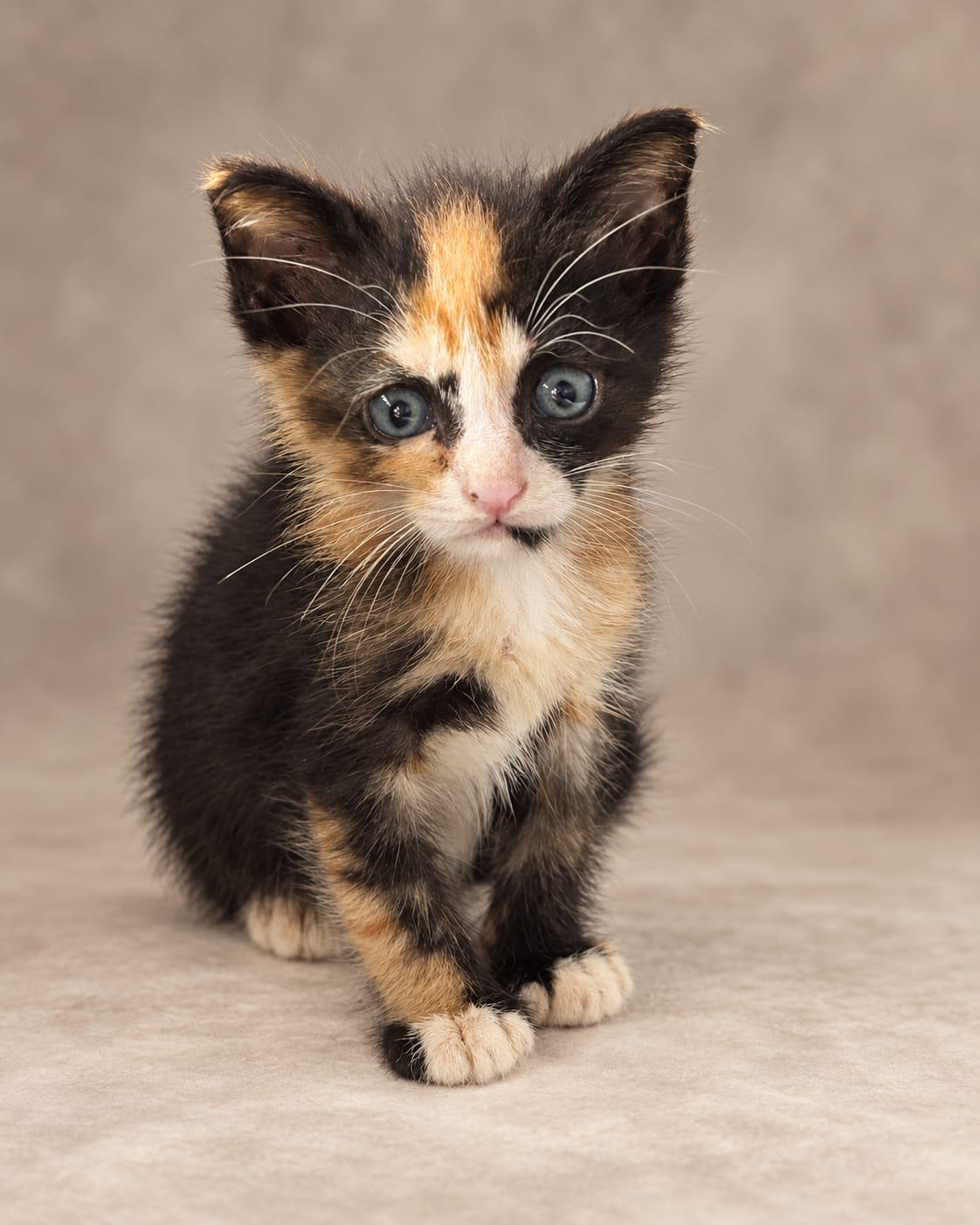 Enlarge Cherry Pie, a Adopted Calico in Miami, FL image 1/3