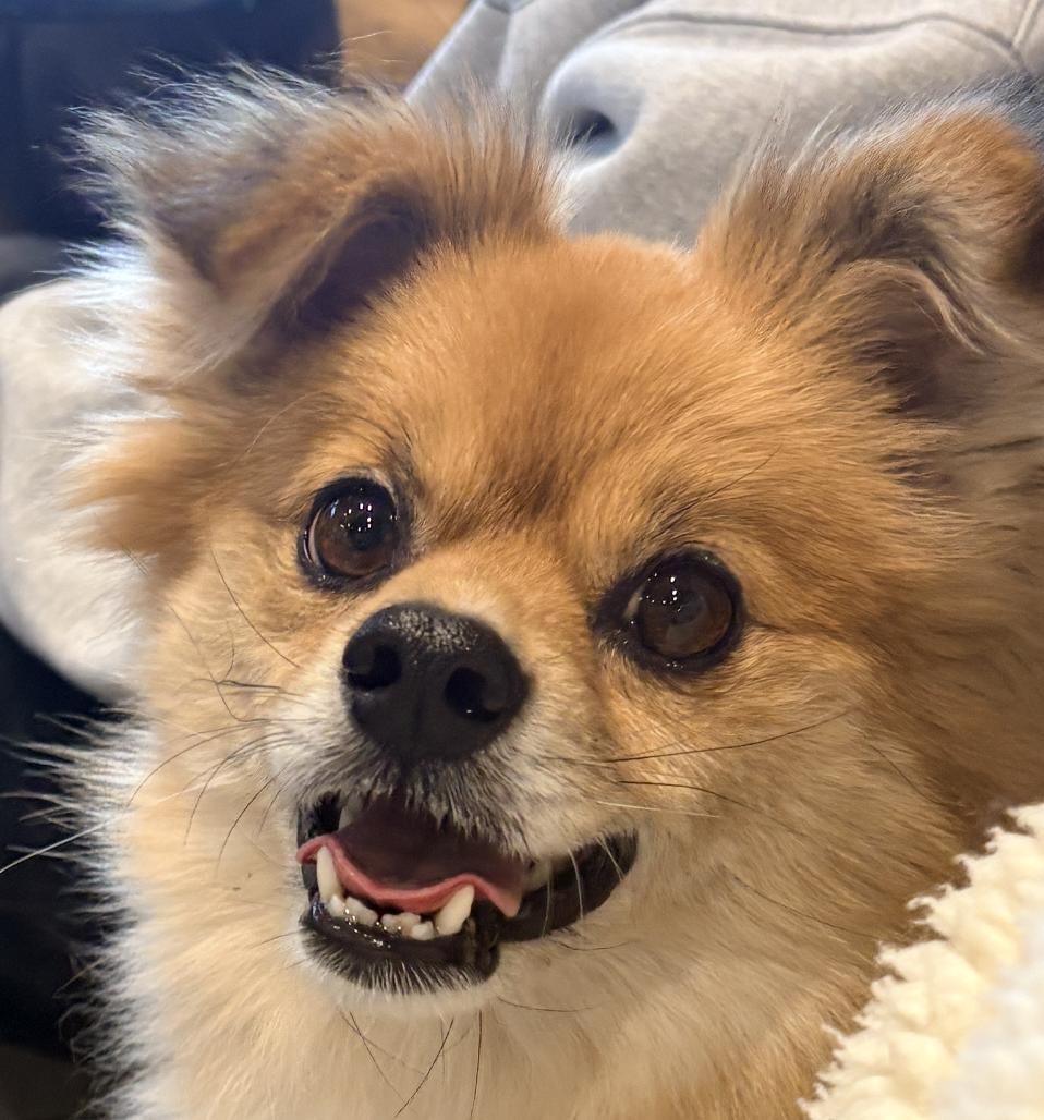 Hunmin , adopted, Young Male Pomeranian.