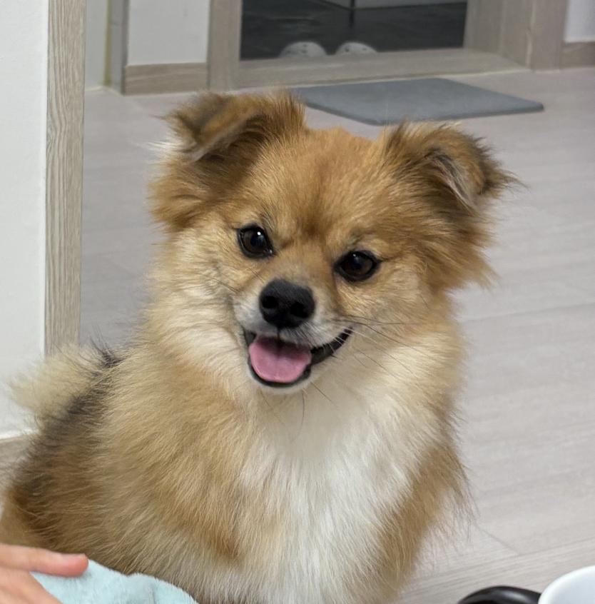 Enlarge Hunmin , an adopted mixed breed in Manchester , NH image 3/4