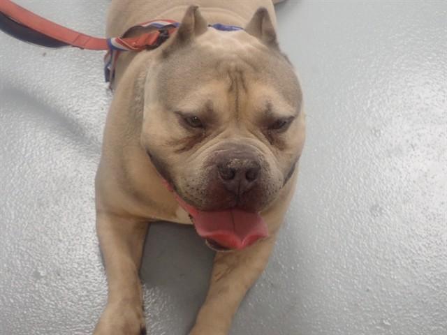 Enlarge TANK, a Adoptable Pit Bull Terrier in Saint Cloud, FL image 1/1