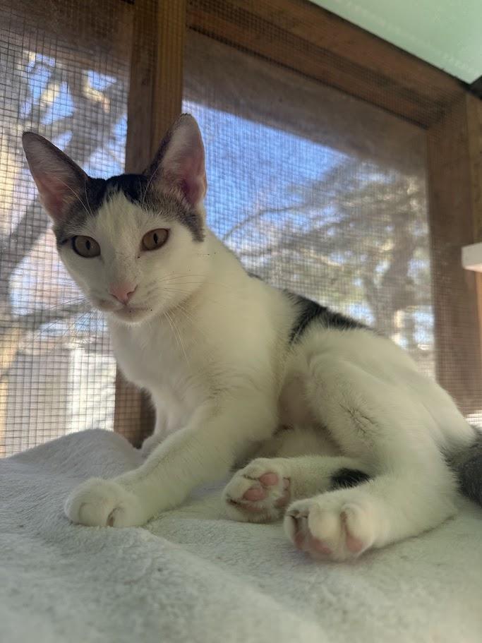 Enlarge Vinny, a ADOPTABLE American Shorthair in Cape May, NJ image 2/2