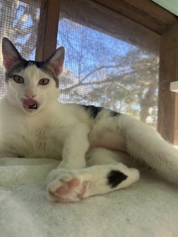 Vinny, ADOPTABLE, Young Male American Shorthair.